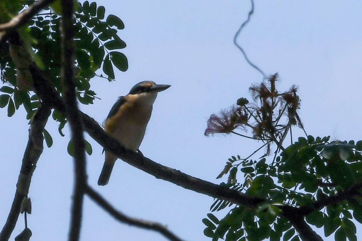 Melanesian Kingfisher - ML549603511