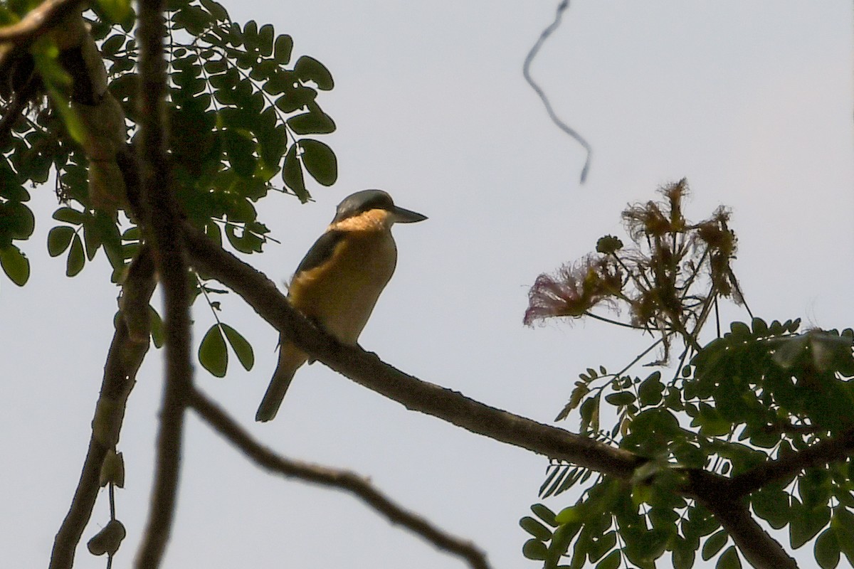 Melanesian Kingfisher - ML549603521