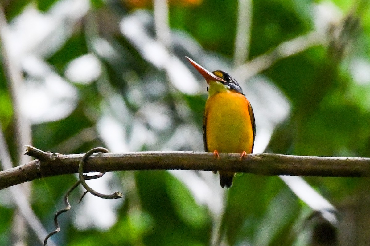 New Britain Dwarf-Kingfisher - ML549603791