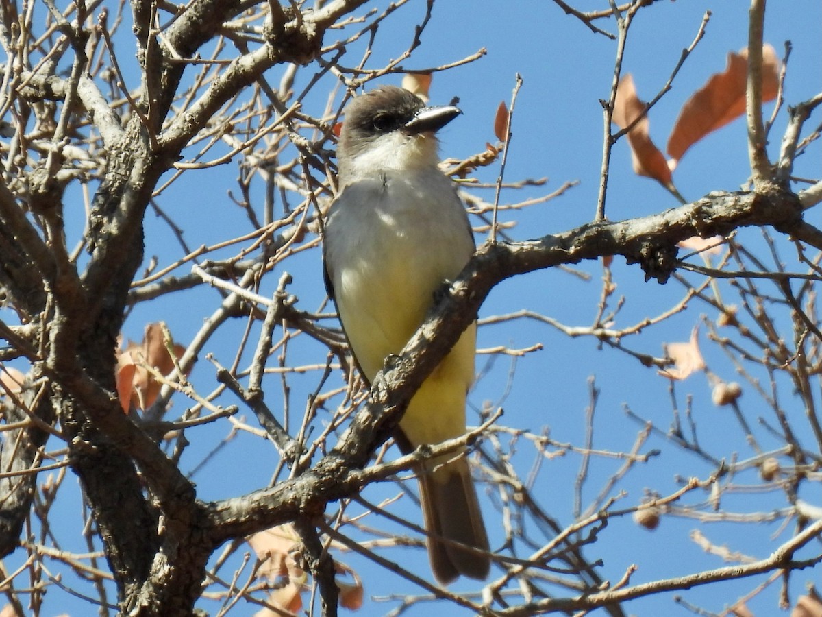 Thick-billed Kingbird - ML549604521