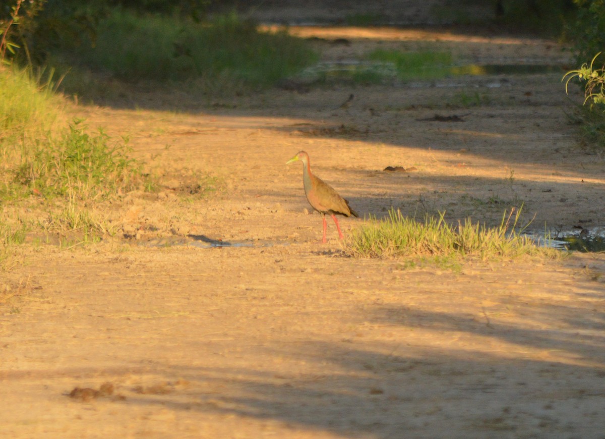 Giant Wood-Rail - Vitor Gomes