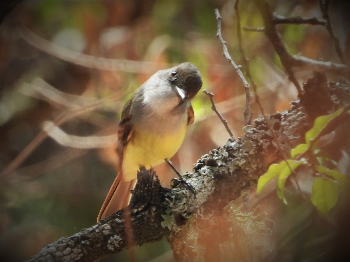 Dusky-capped Flycatcher - Morten Winther Dahl