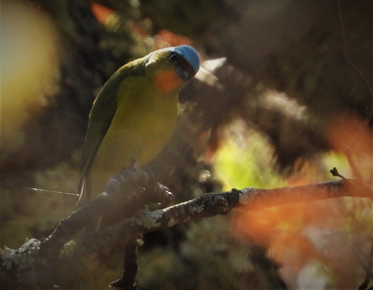 Elegant Euphonia - ML549605891