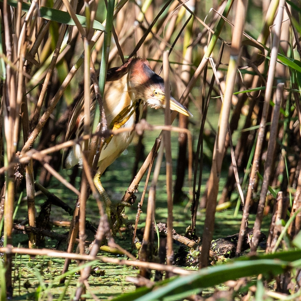 Black-backed Bittern - Andrew and Michelle Ruthenberg