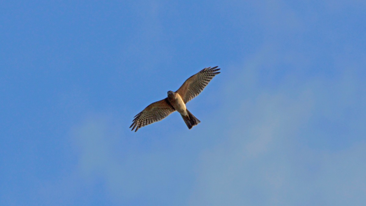 Collared Sparrowhawk - ML549606121