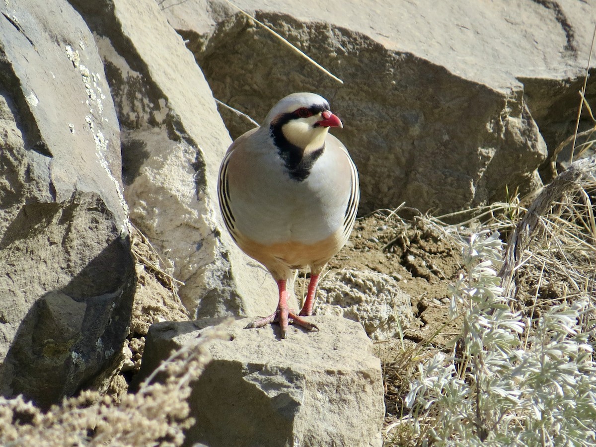 Chukar - ML549606151