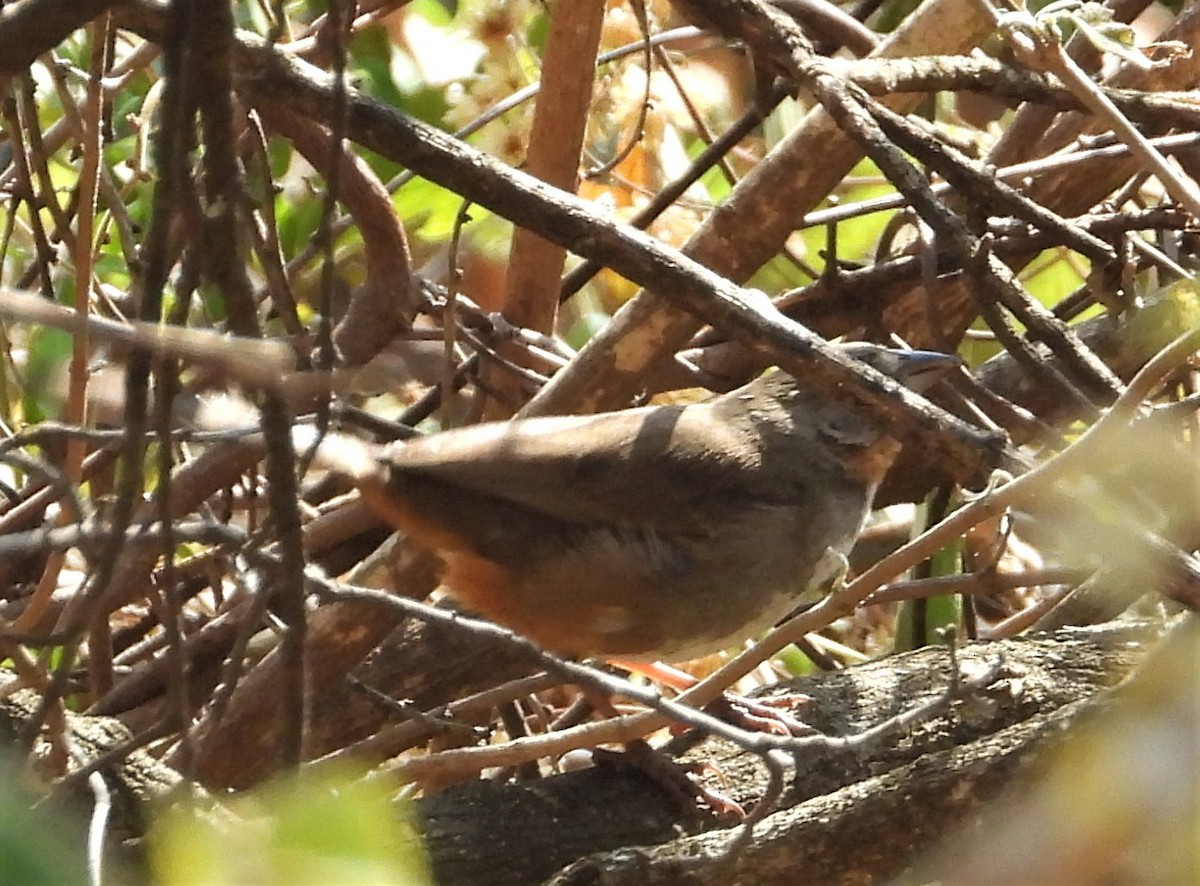 White-throated Towhee - ML549606361