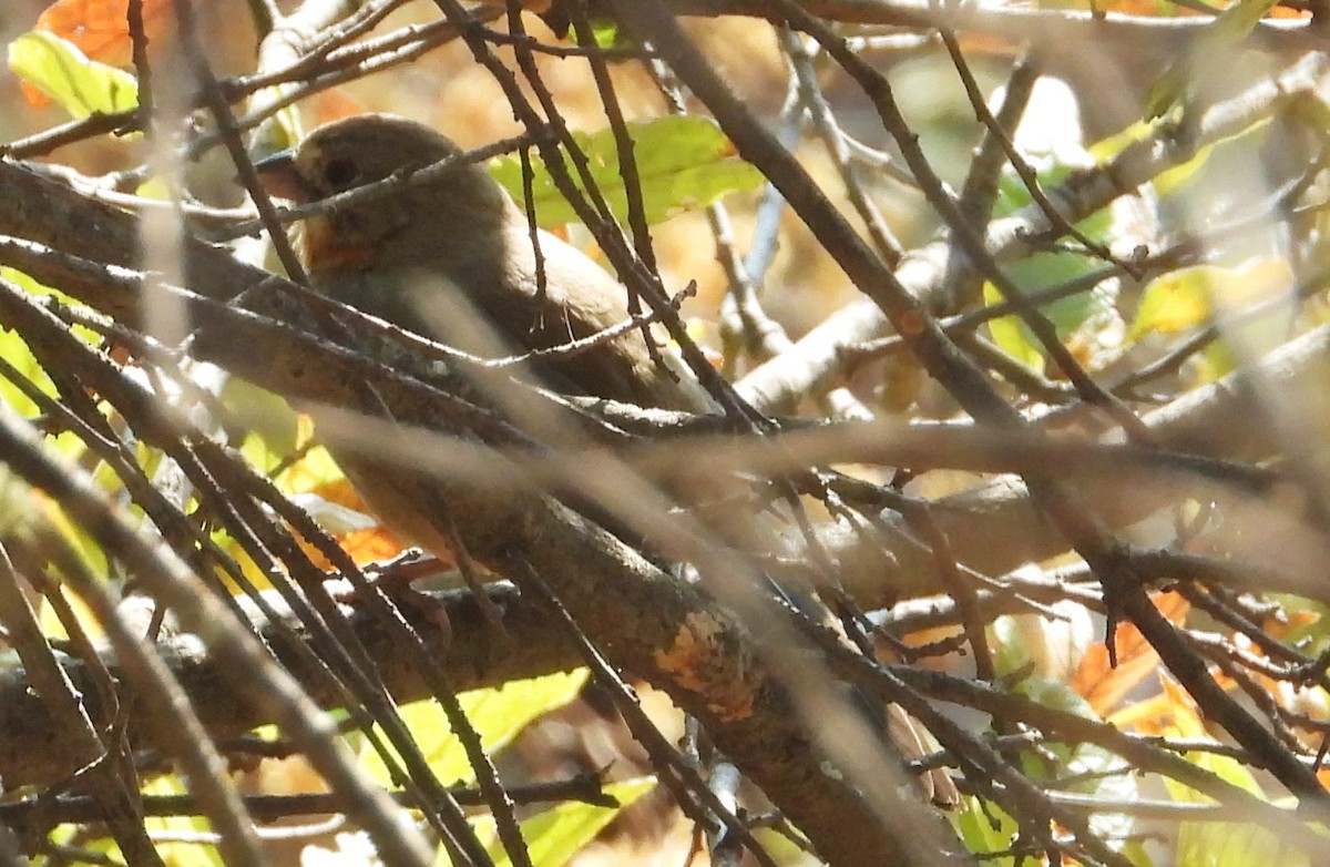 White-throated Towhee - ML549606871