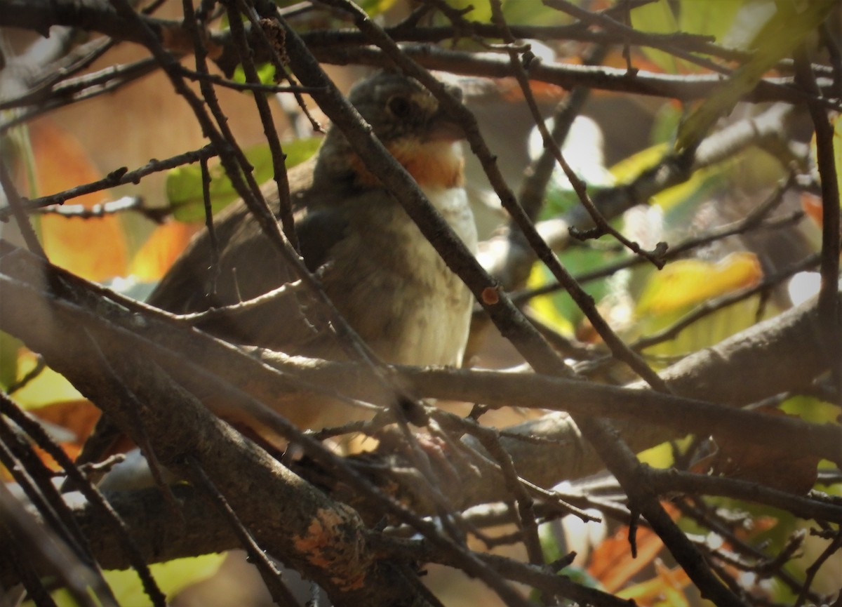 White-throated Towhee - ML549606941