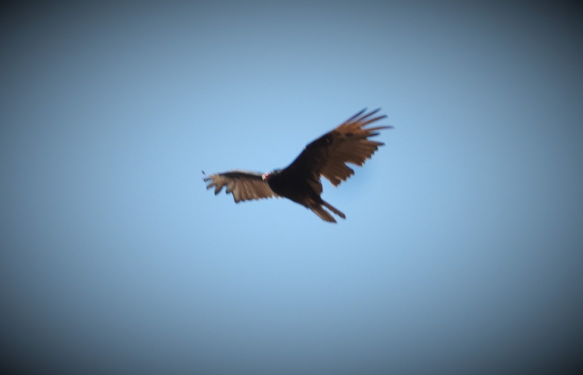 Turkey Vulture - ML549607471