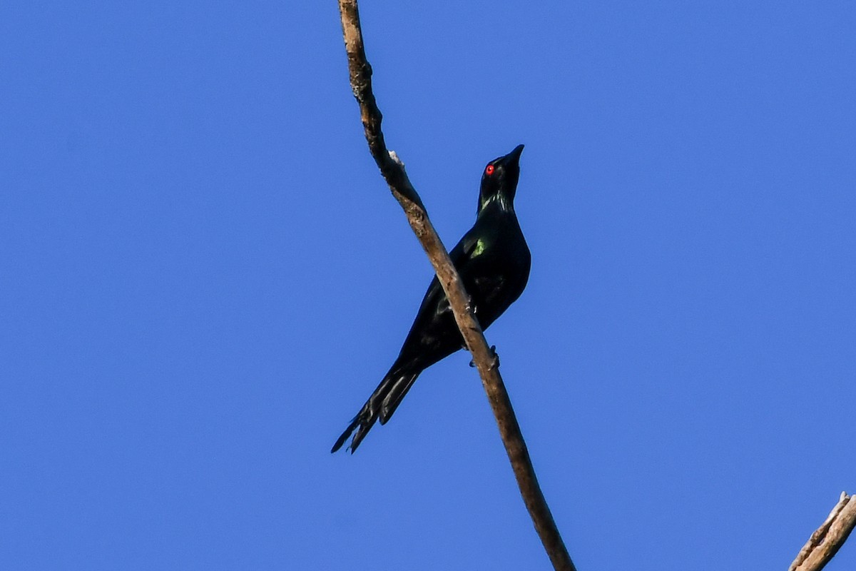 Metallic Starling - ML549607591