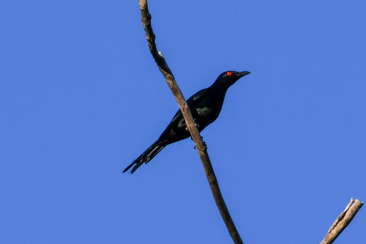 Metallic Starling - ML549607601