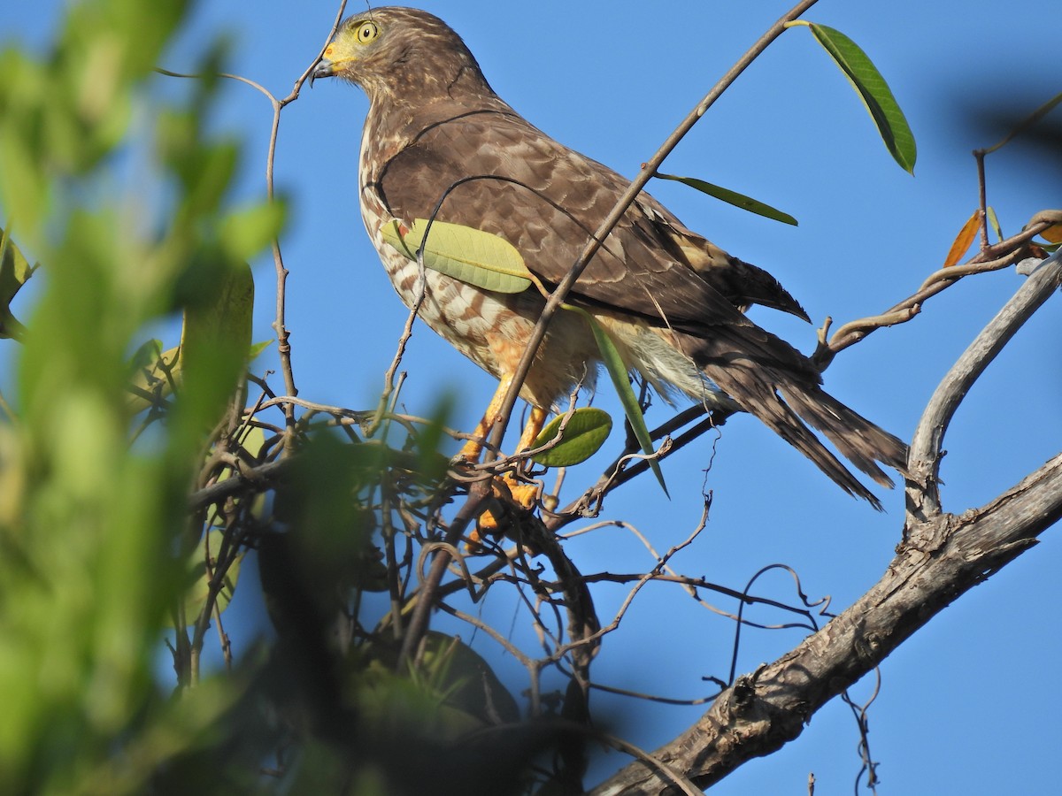 Roadside Hawk - ML549607891