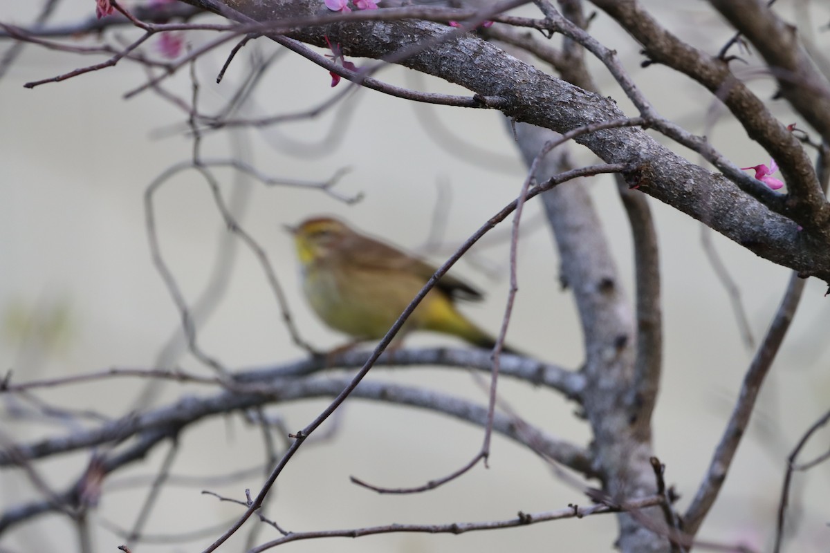 Palm Warbler - Jo VerMulm