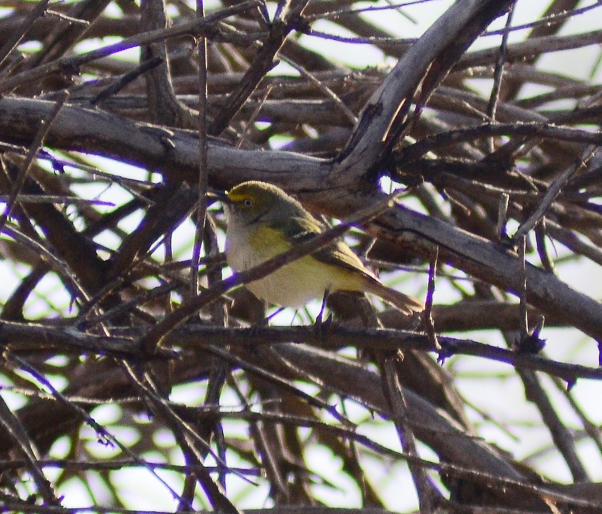 White-eyed Vireo - ML54961031