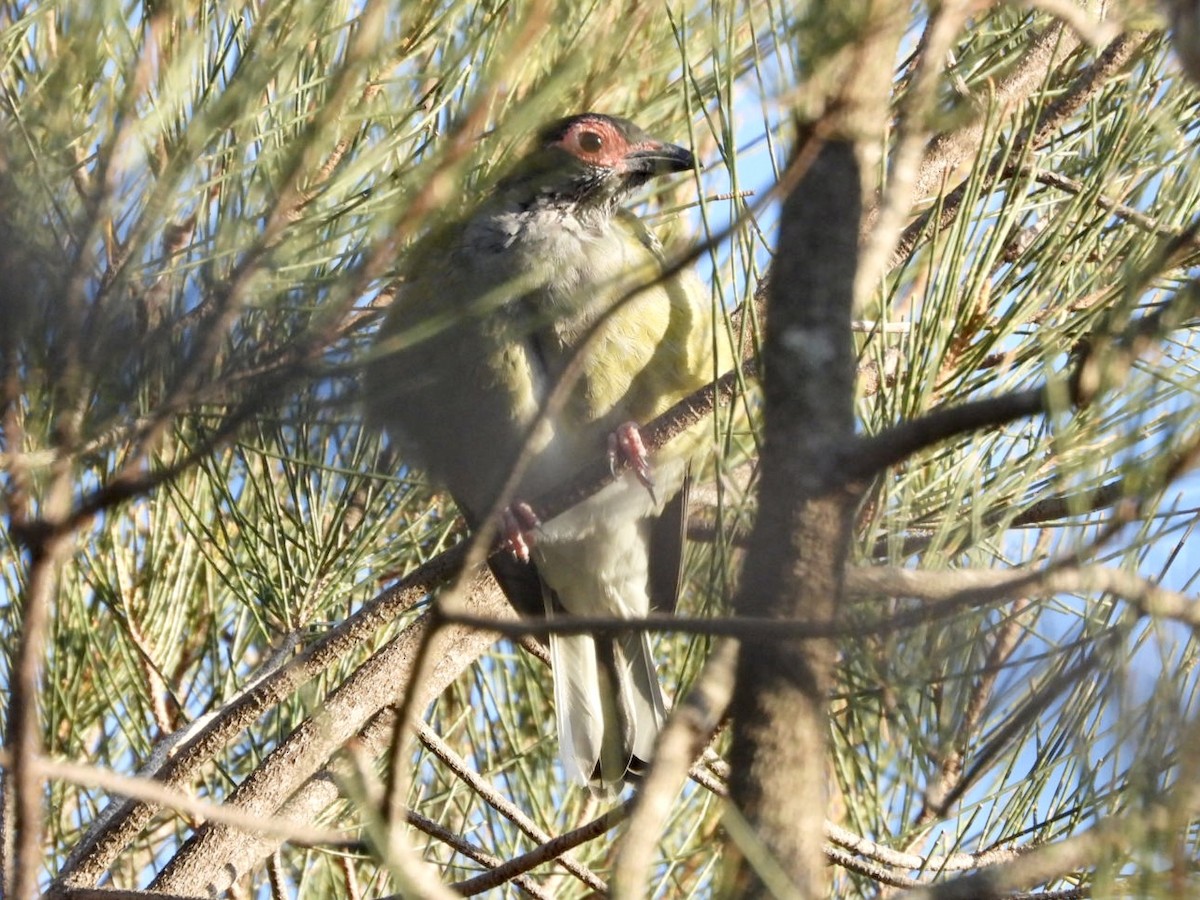 Australasian Figbird - ML549610991
