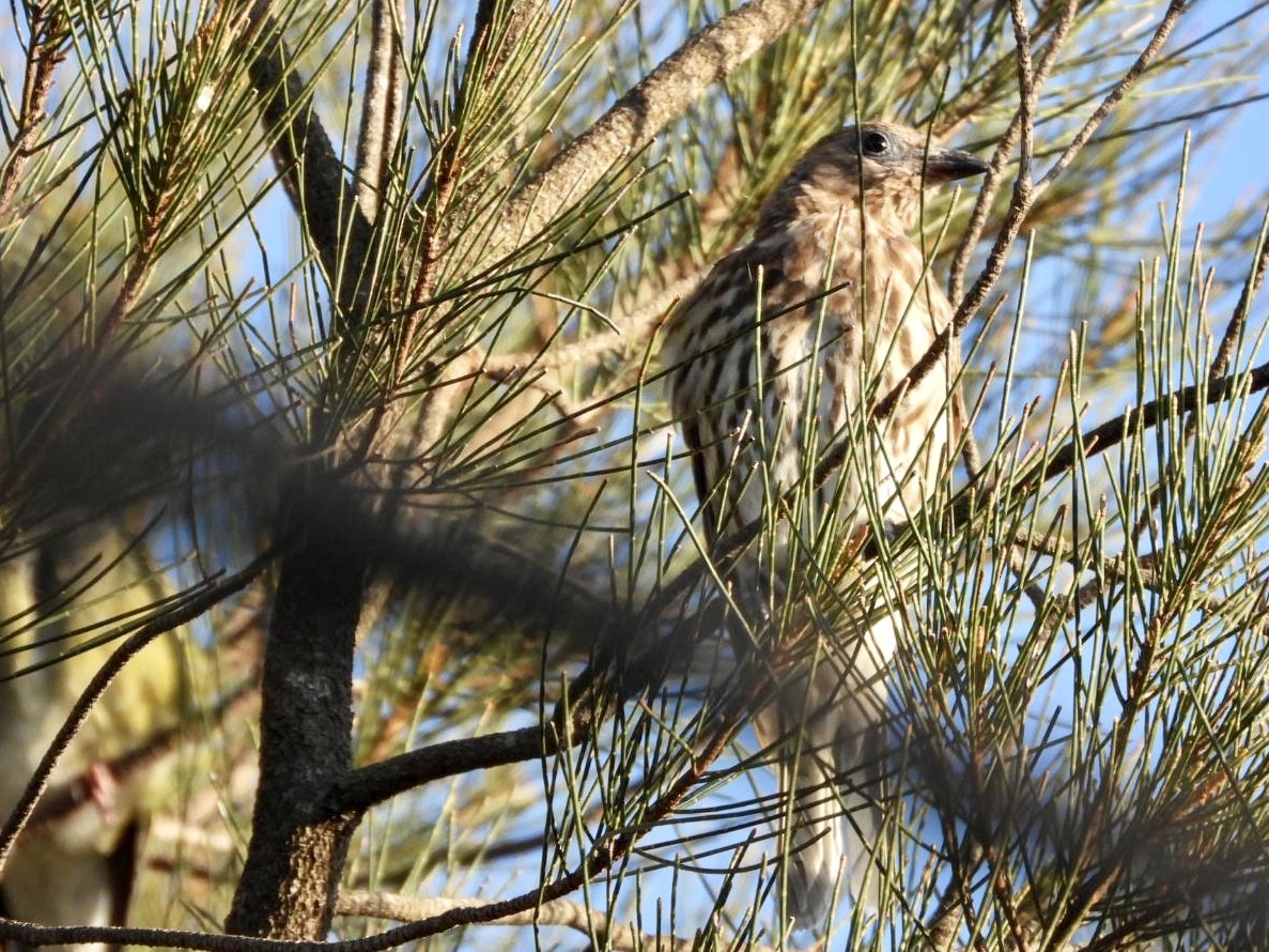 Australasian Figbird - ML549611001