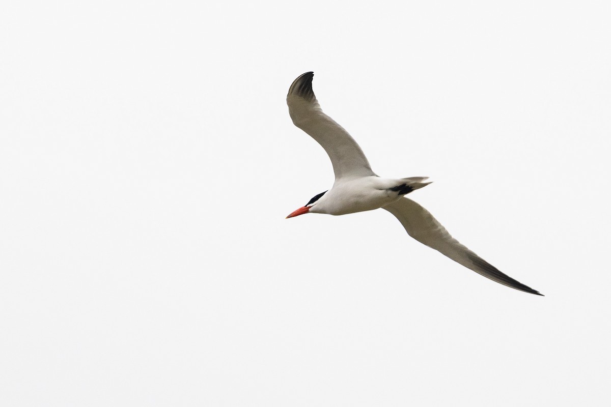 Caspian Tern - ML549611971