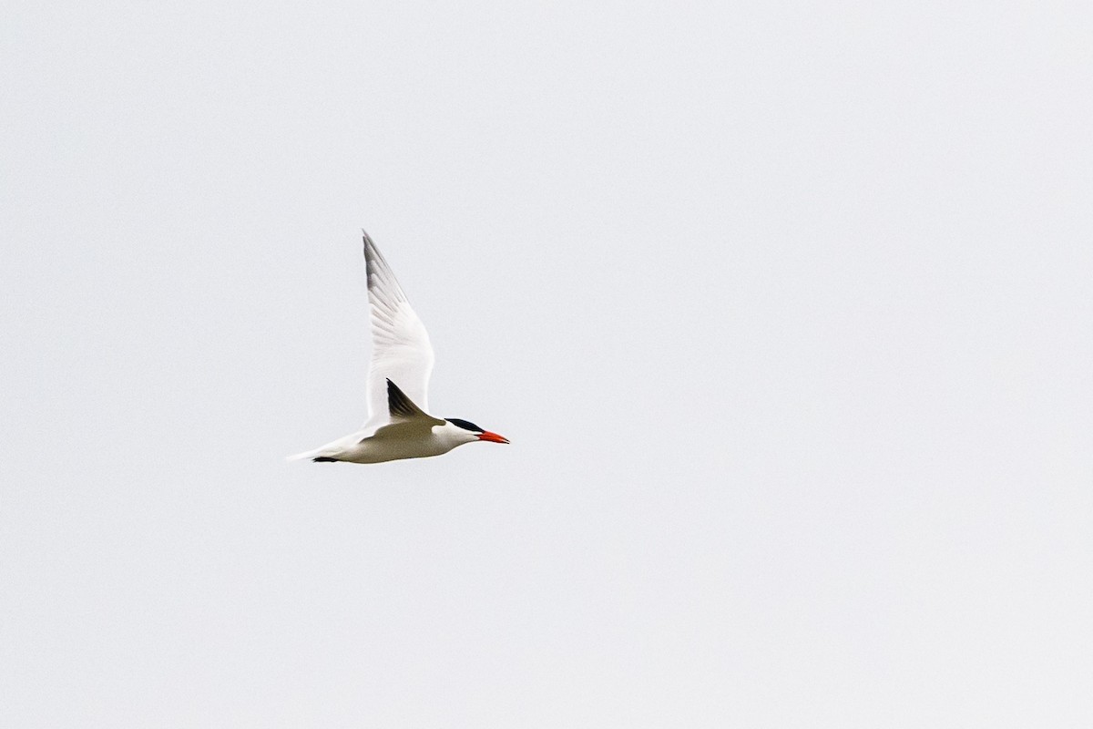 Caspian Tern - ML549612031