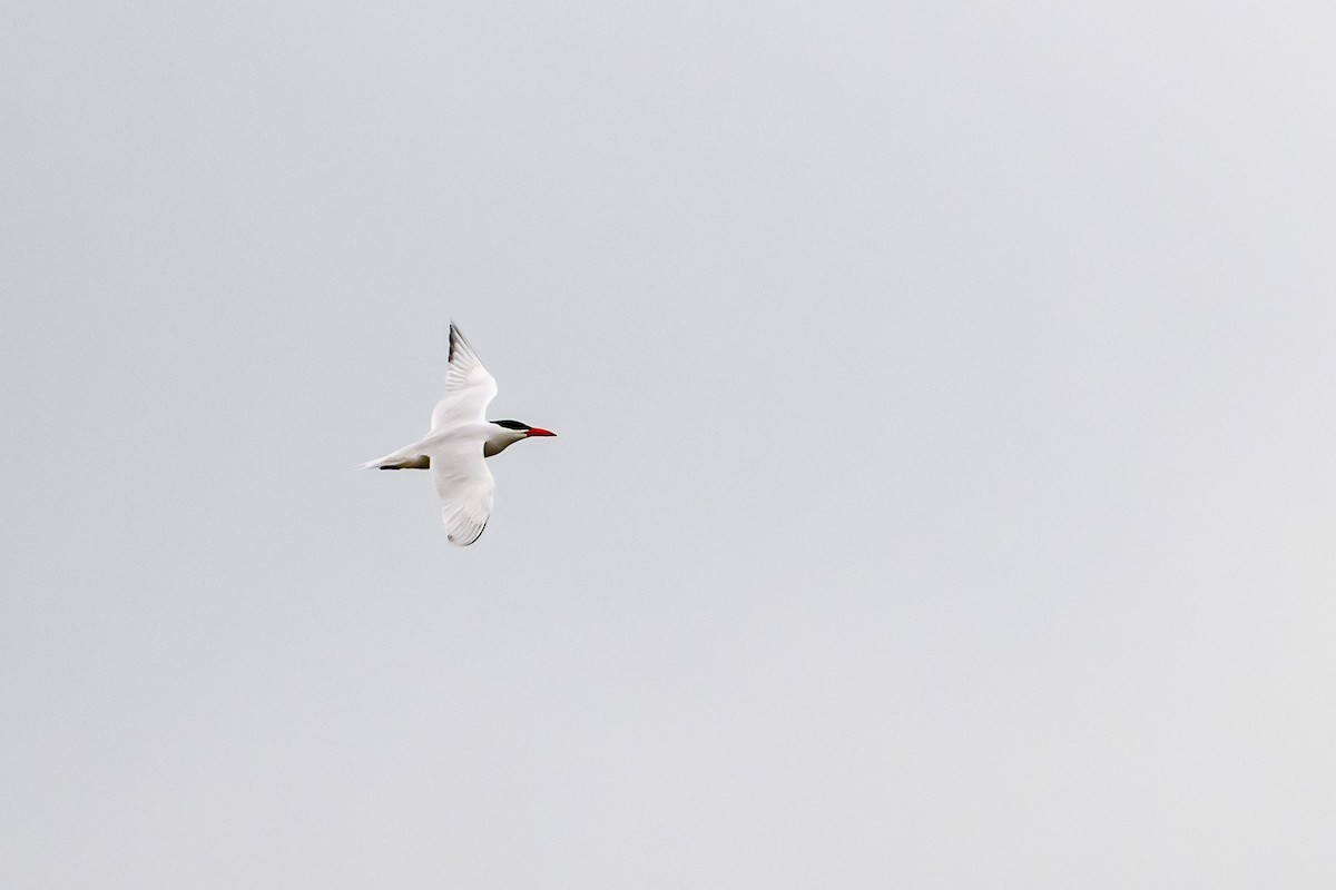 Caspian Tern - ML549612111