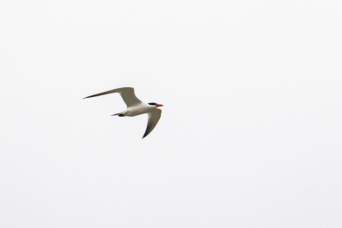 Caspian Tern - ML549612191