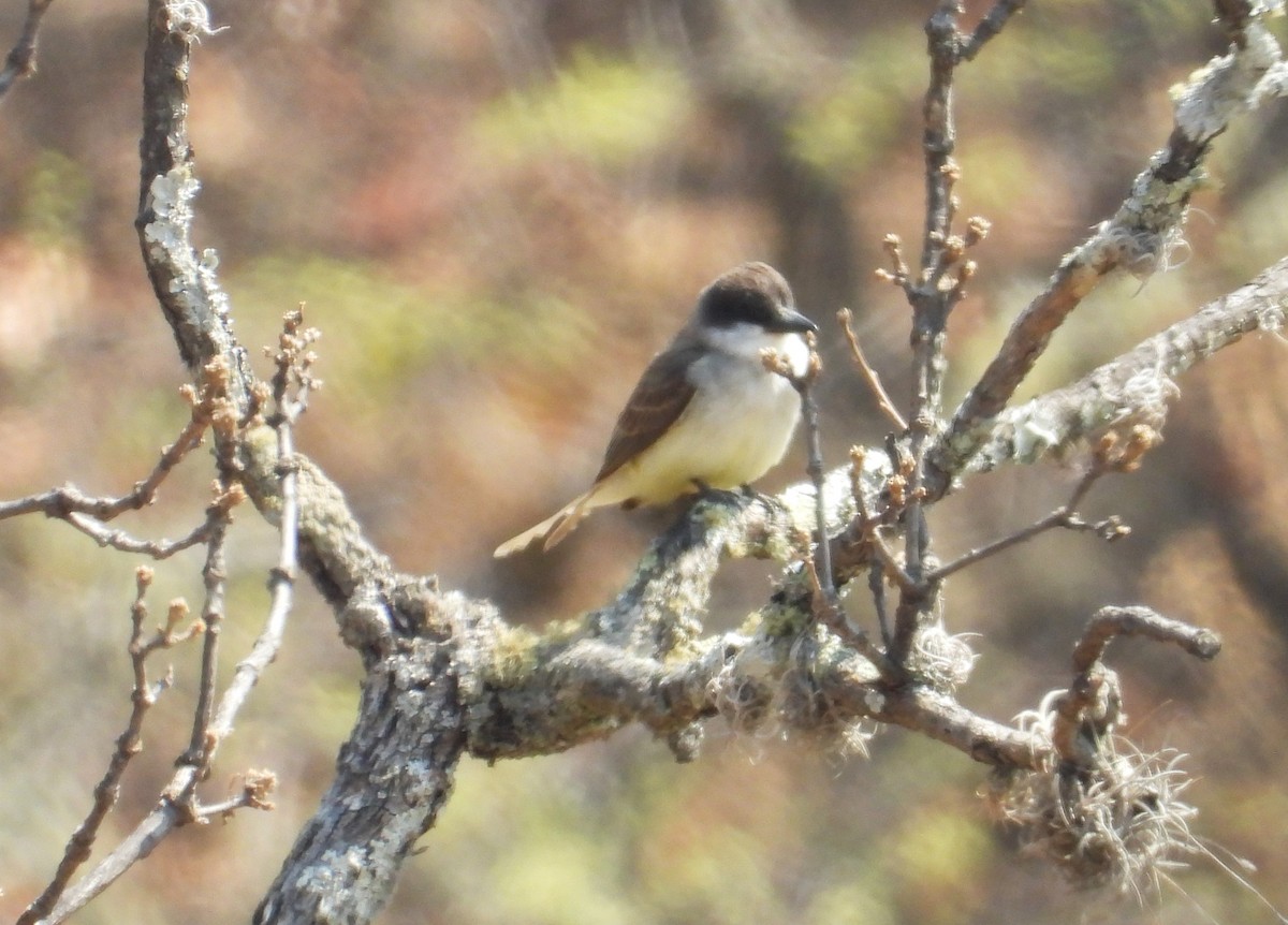 Dickschnabel-Königstyrann - ML549612811