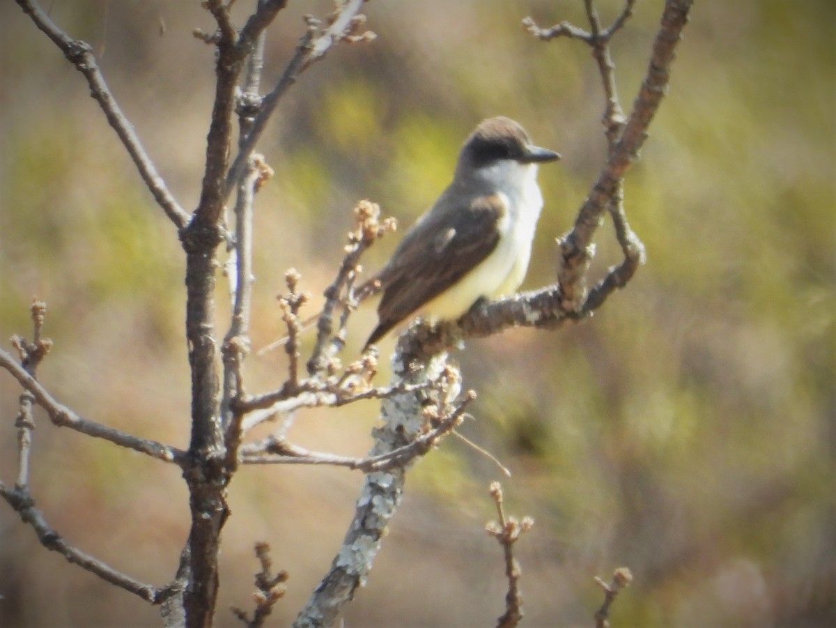 Thick-billed Kingbird - ML549613731