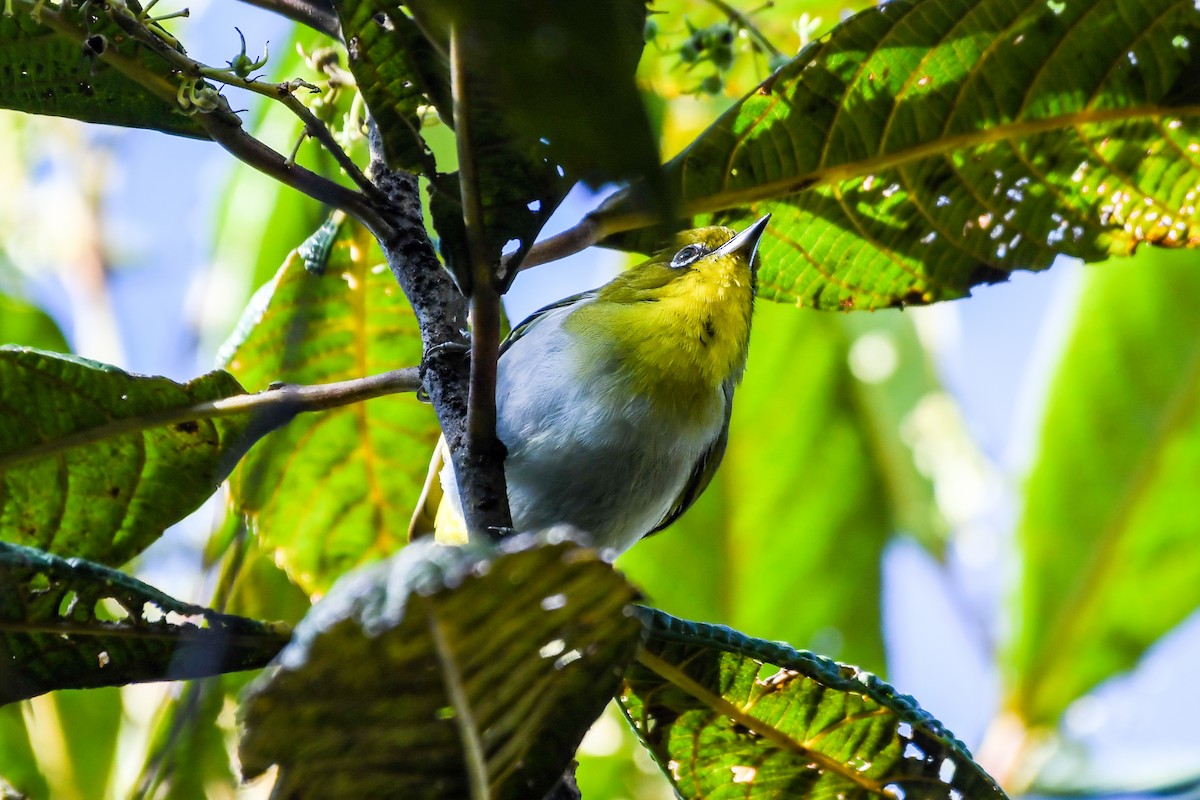 New Guinea White-eye - Alison Bentley