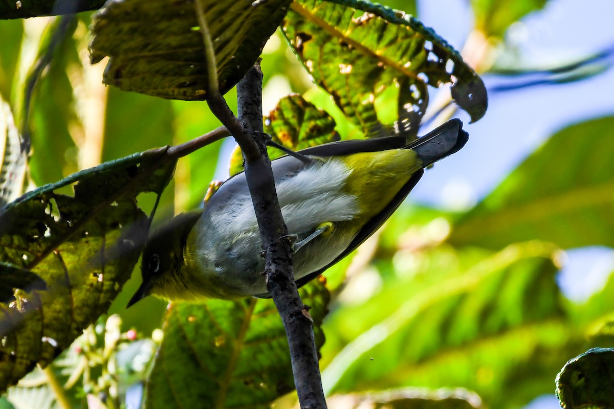 Papuabrillenvogel - ML549614111