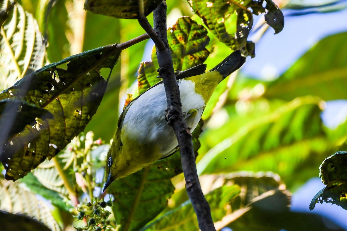 New Guinea White-eye - Alison Bentley