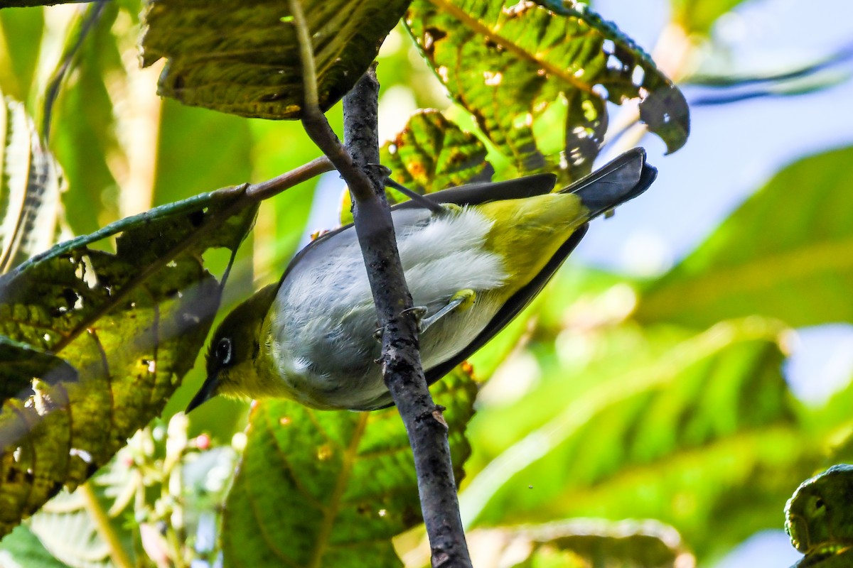 New Guinea White-eye - Alison Bentley