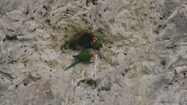 Aratinga Cordillerana - ML549614351