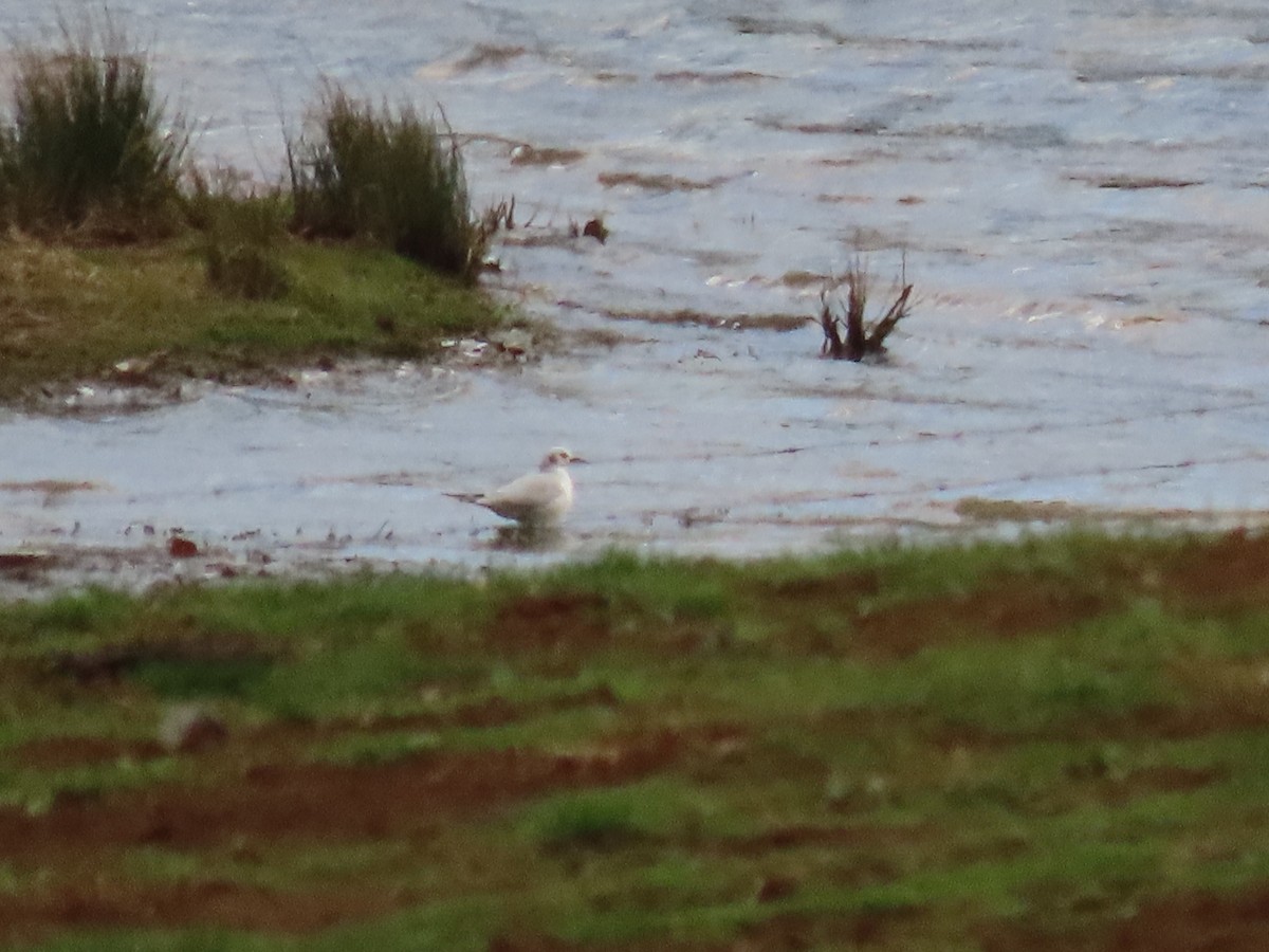 Bonaparte's Gull - ML549614451