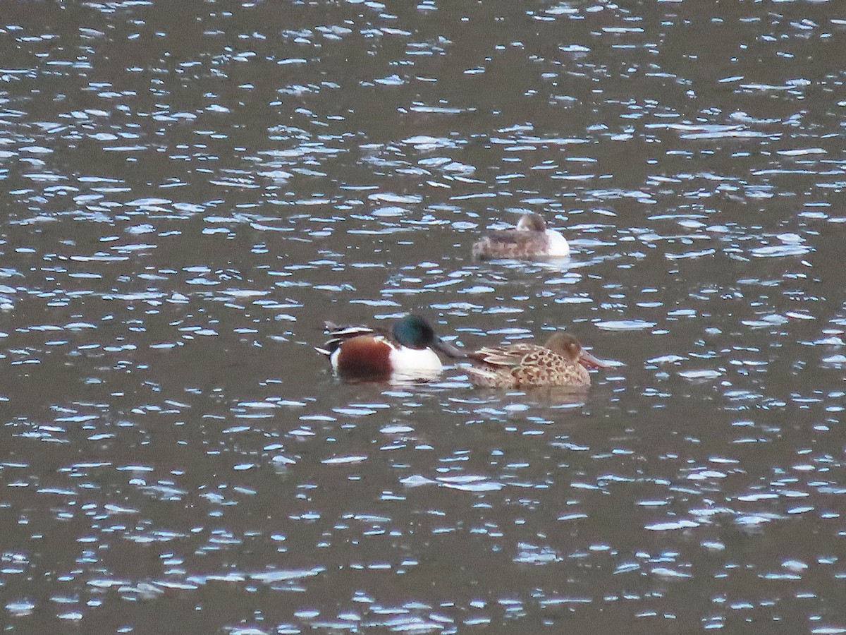 Northern Shoveler - ML549614761