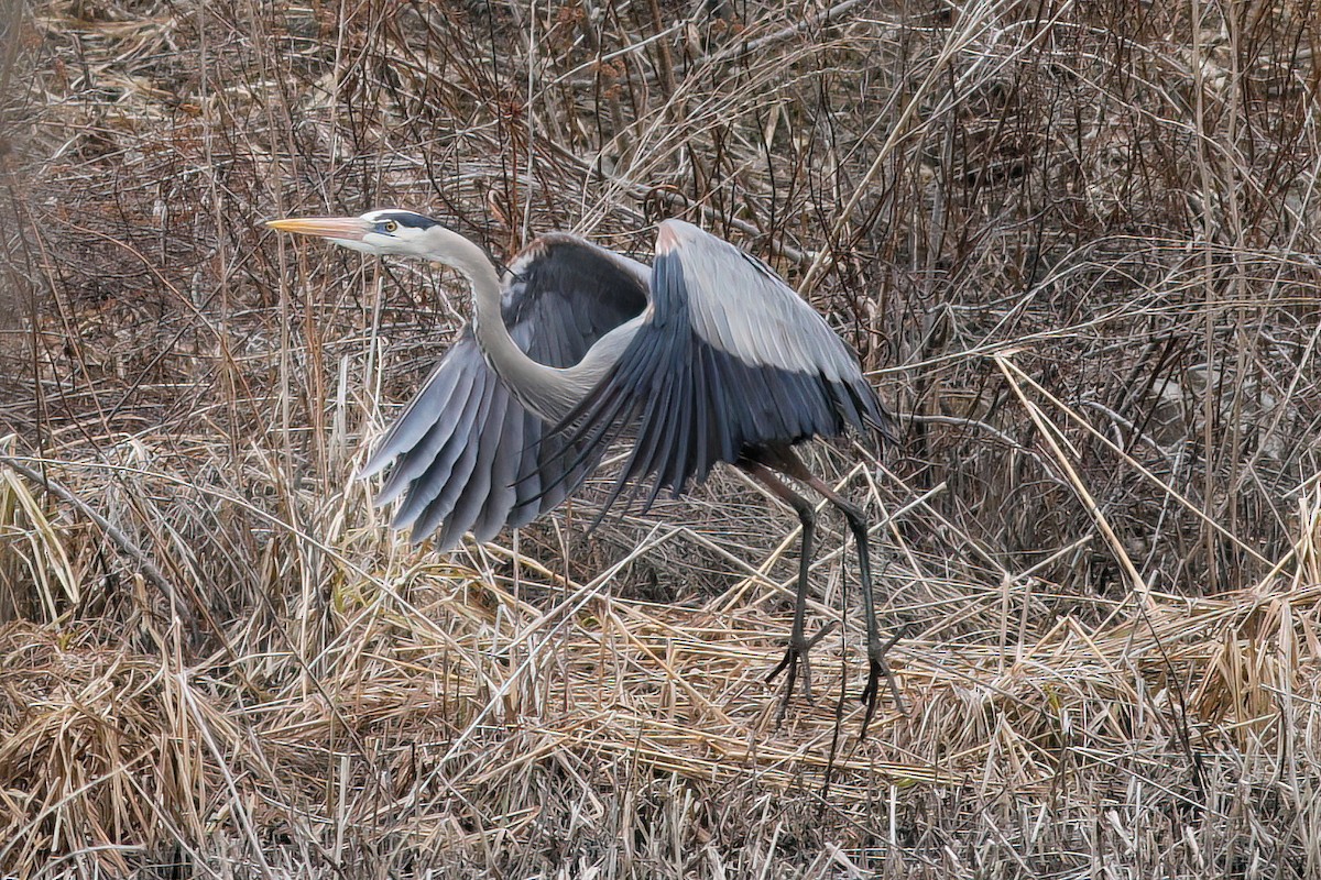 Great Blue Heron - ML549615621