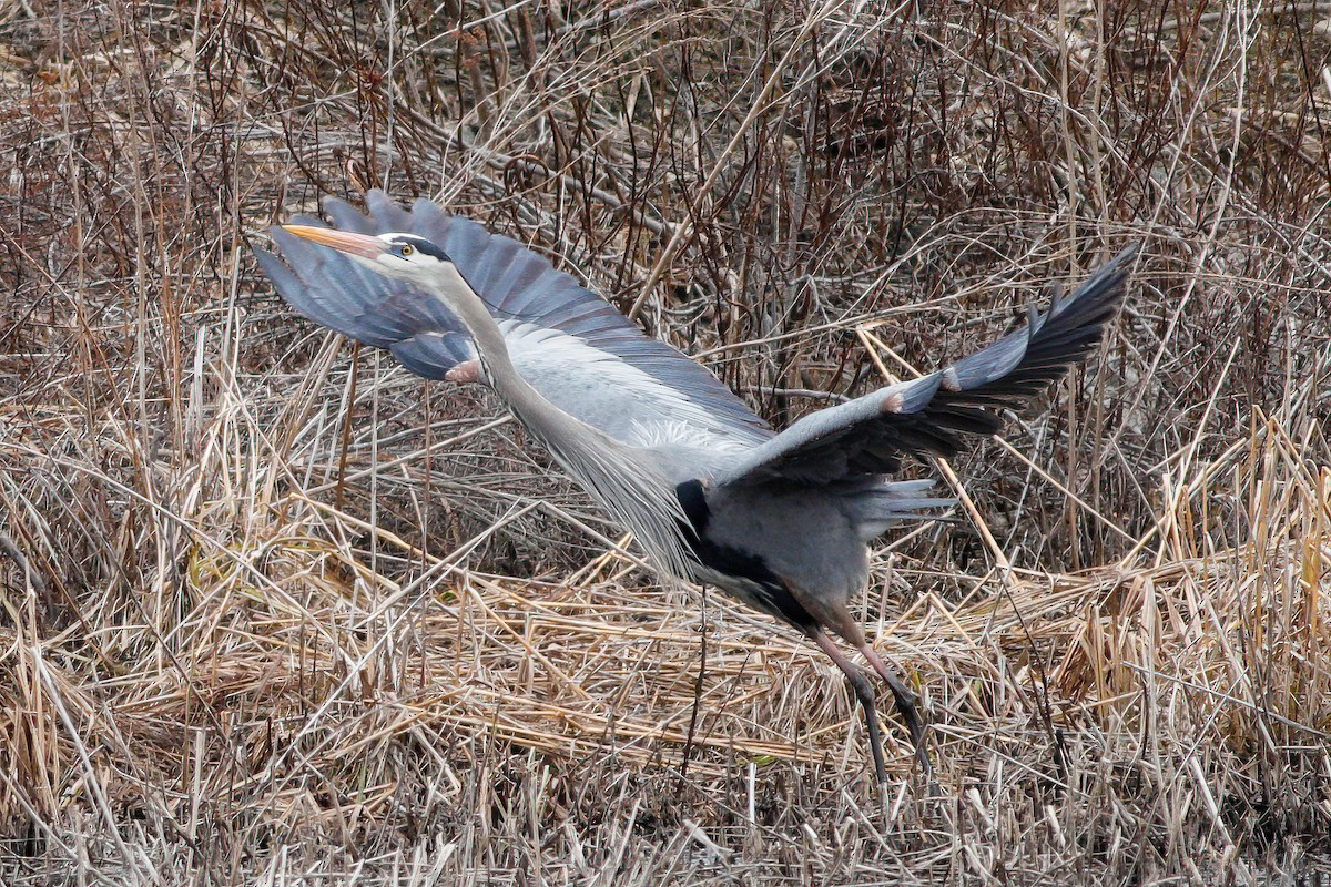 Great Blue Heron - ML549615801