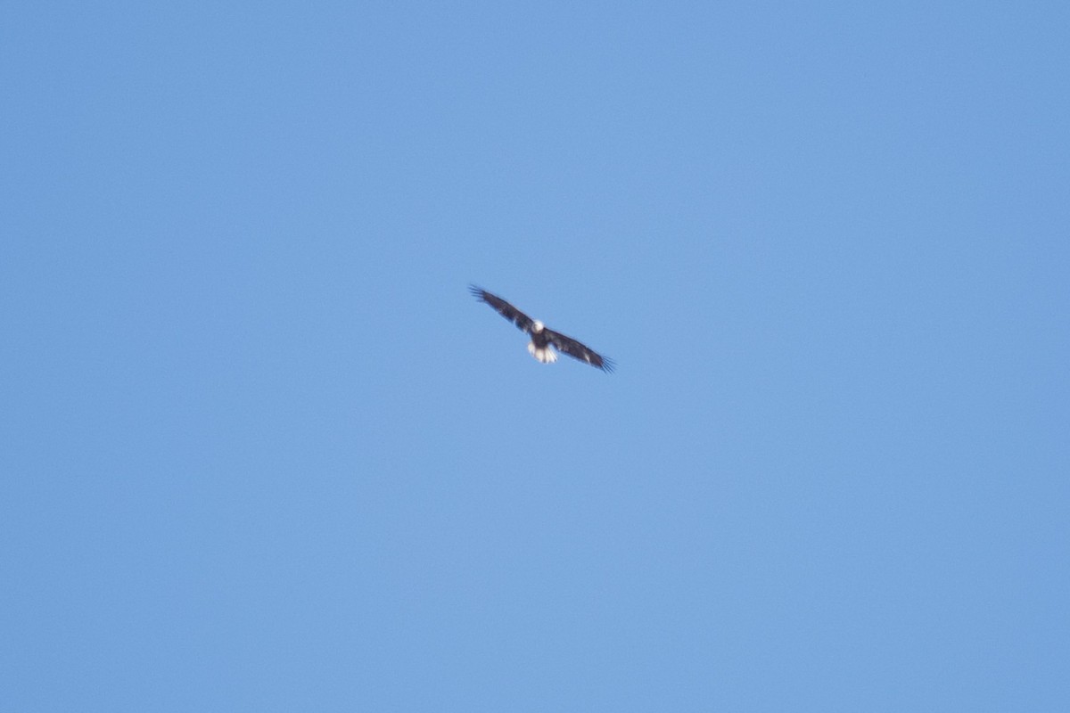 Белоголовый орлан - ML549616131
