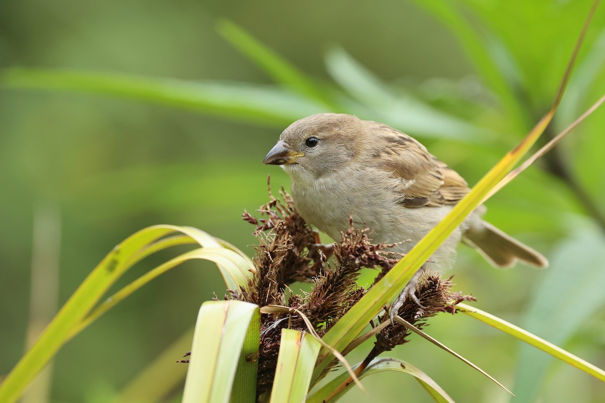 House Sparrow - ML549616881