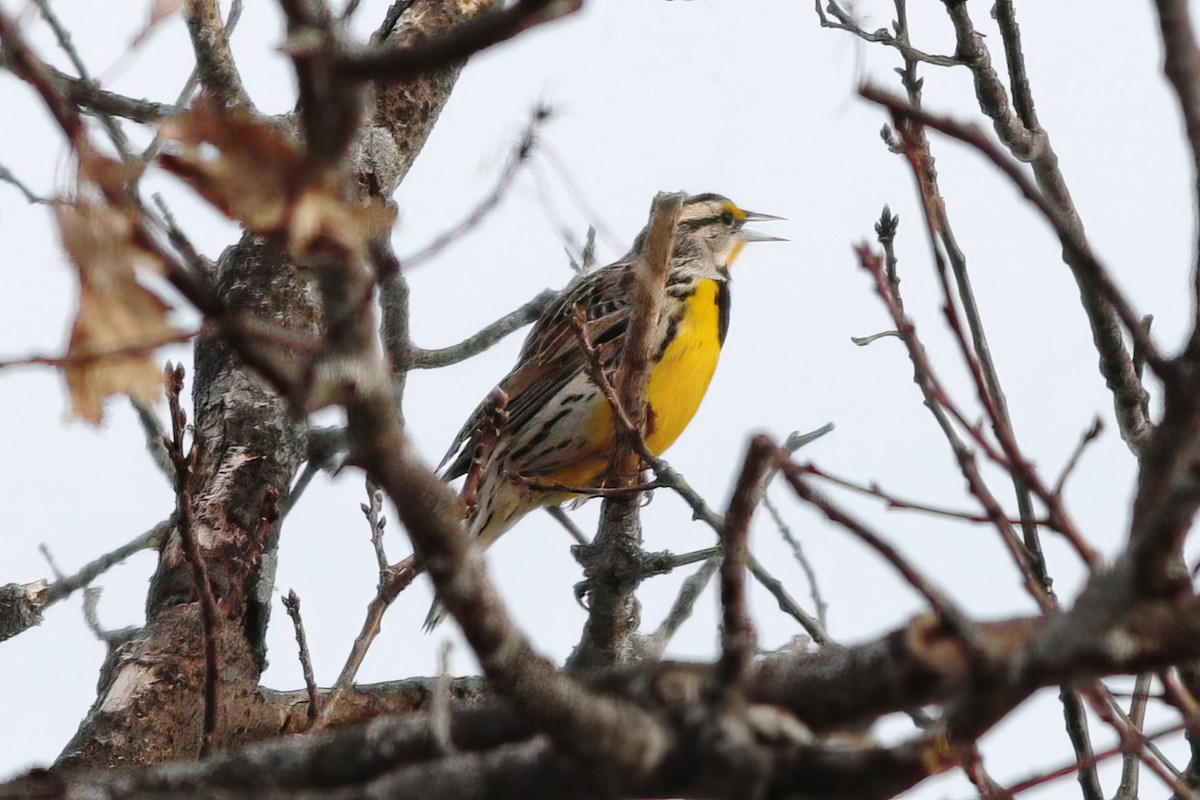 Eastern Meadowlark - ML549616901