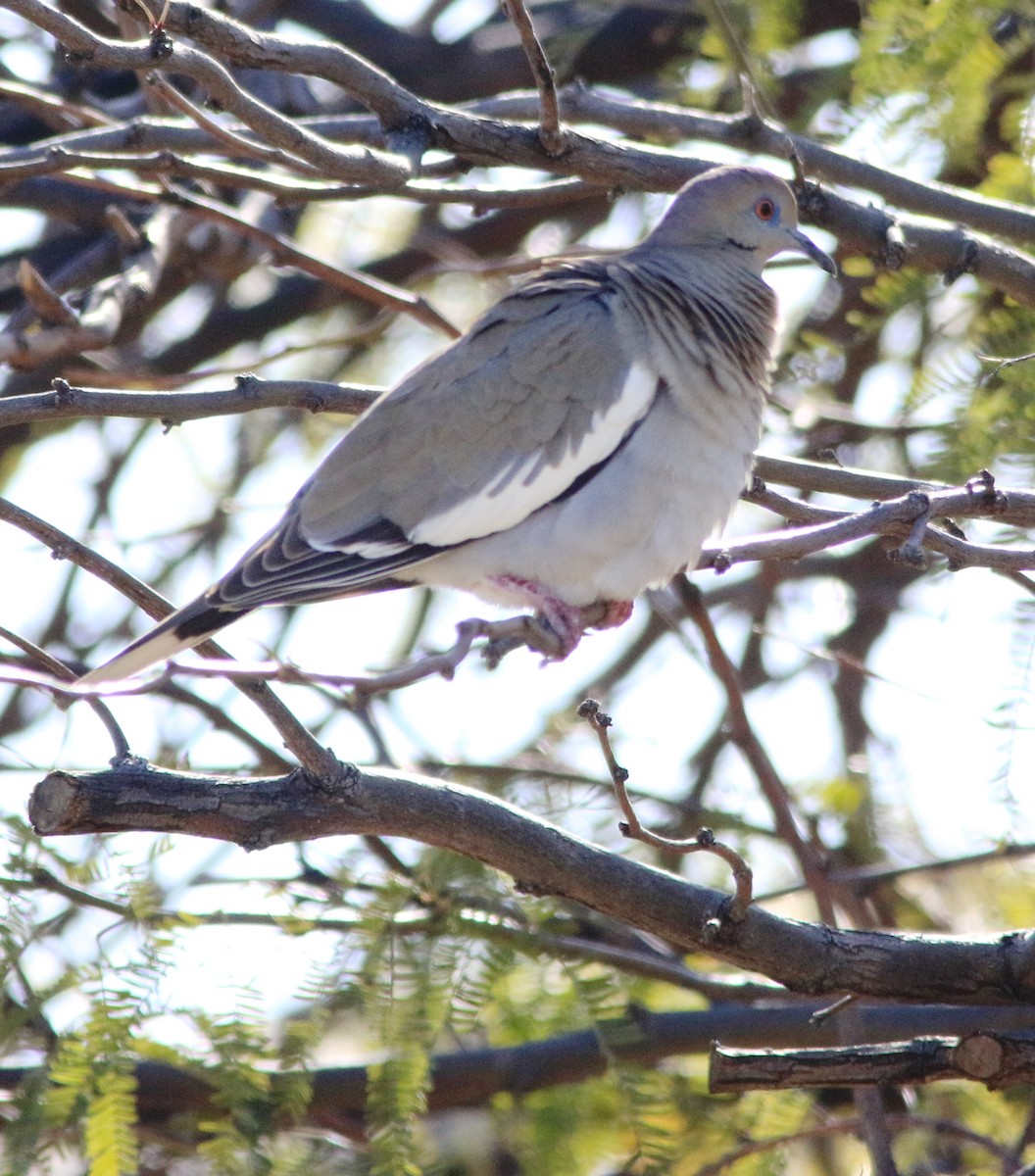 White-winged Dove - ML549617991