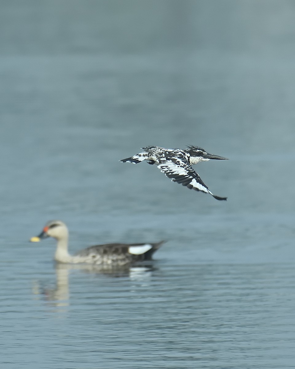 Indian Spot-billed Duck - Mohan C P