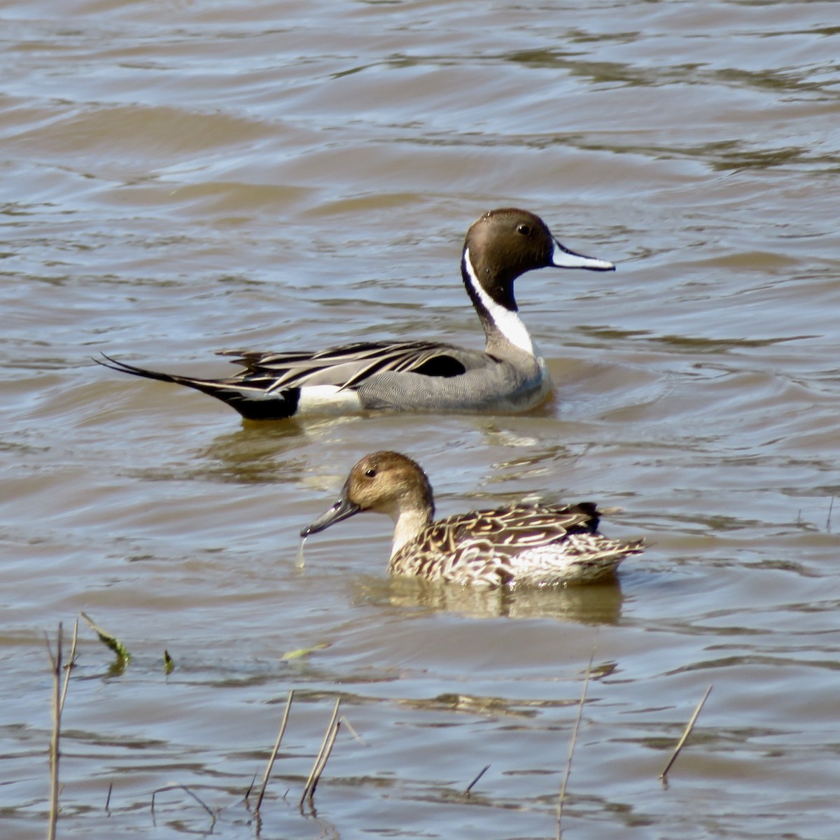 Canard pilet - ML549618751