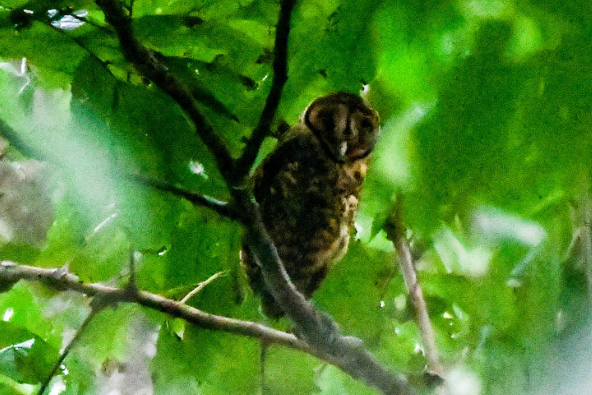 Golden Masked-Owl - ML549619511