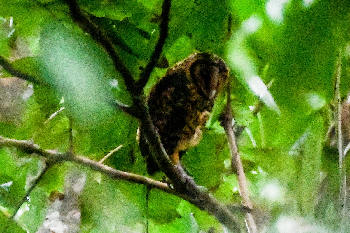 Golden Masked-Owl - ML549619521