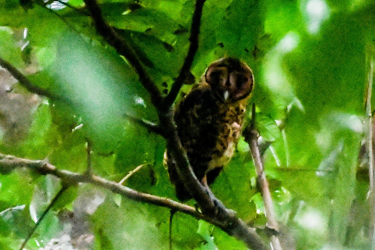 Golden Masked-Owl - Alison Bentley