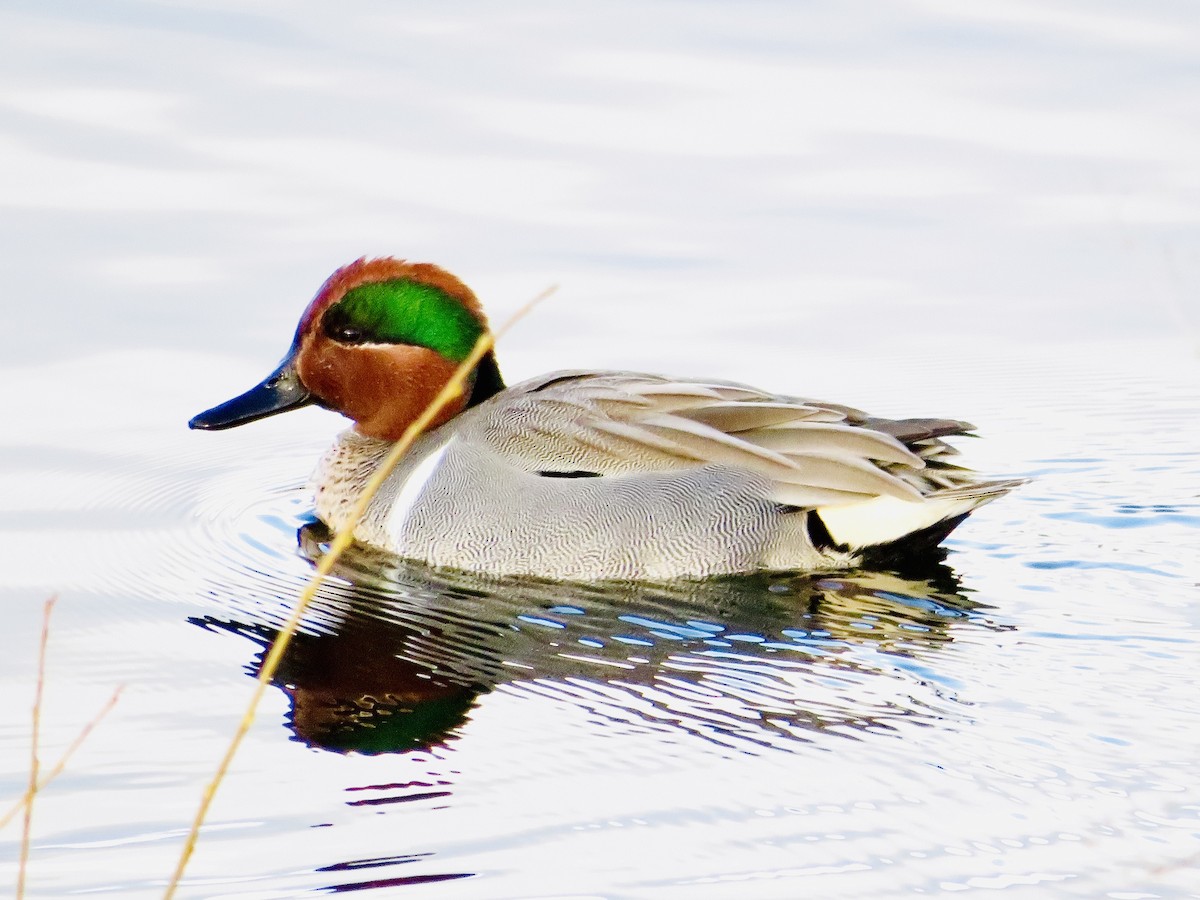 Green-winged Teal - ML549619601