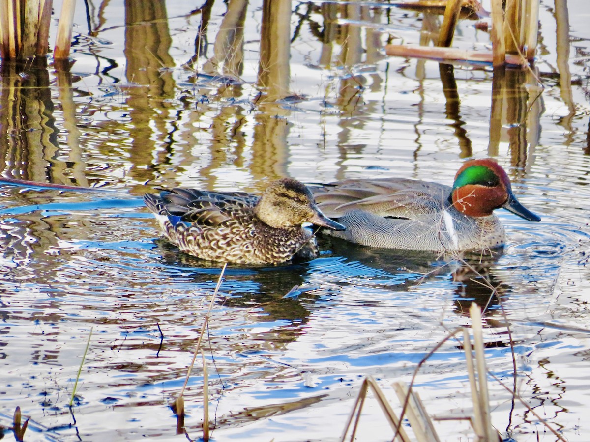 Green-winged Teal - ML549619821