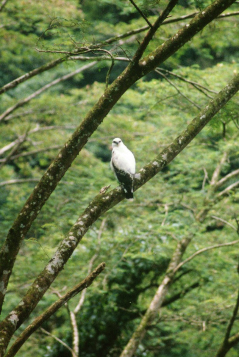 White Hawk - Elizabeth Hawkins