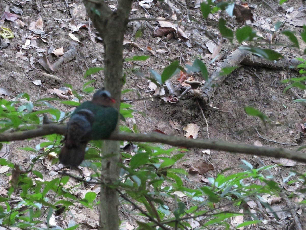 Asian Emerald Dove - ML549620321