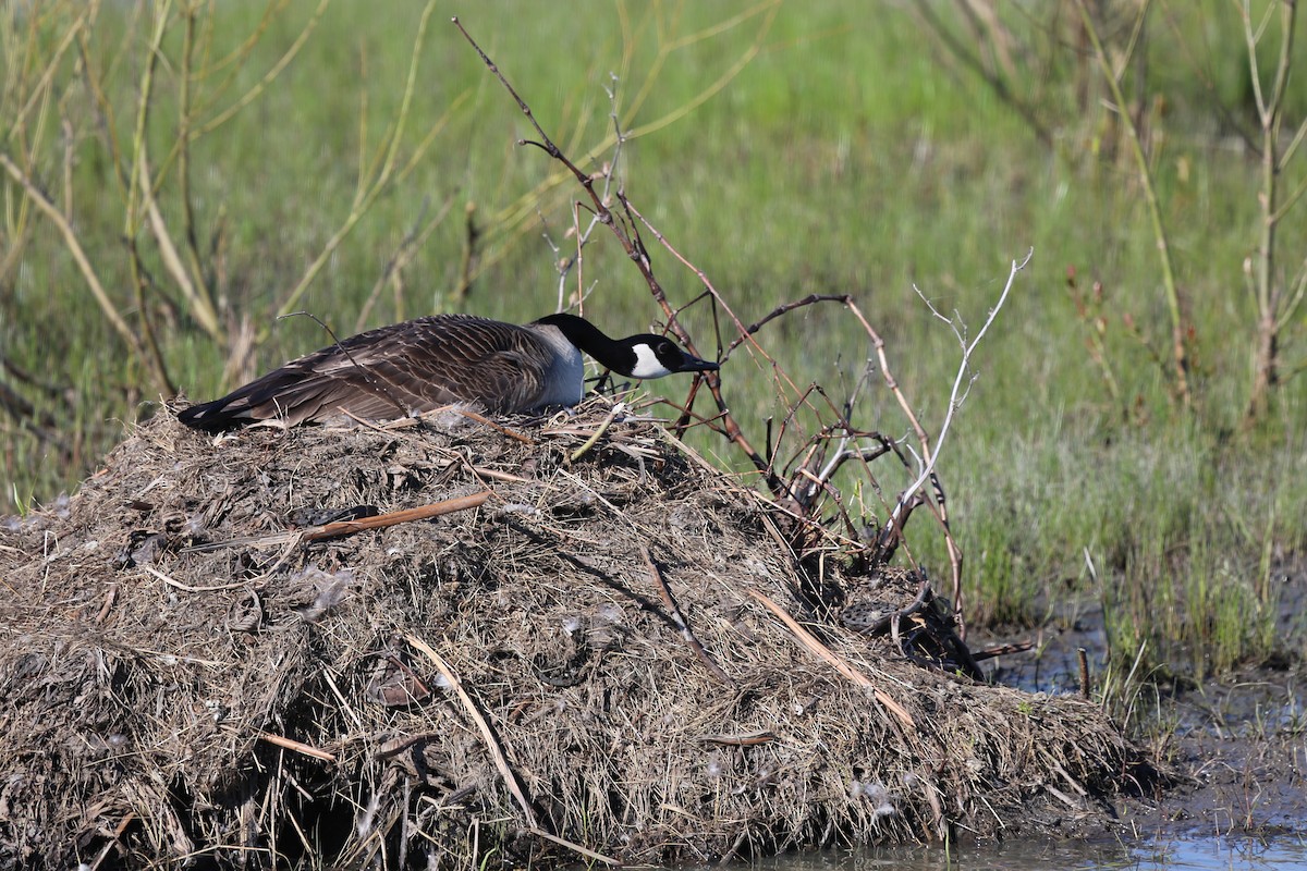 Canada Goose - ML54962081